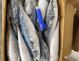 CÁ SABA NHẬT MAKURAZAKI 600-900 THÙNG 15KG LÔ NHẬP 17/04/2026