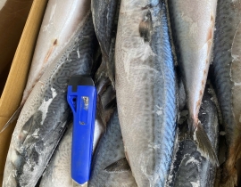 CÁ SABA NHẬT MAKURAZAKI 600-900 THÙNG 15KG LÔ NHẬP 17/04/2026