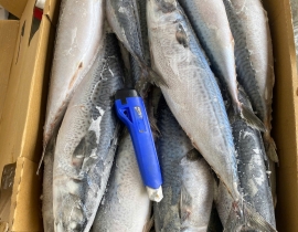 CÁ SABA NHẬT MAKURAZAKI 600-900 THÙNG 15KG LÔ NHẬP 17/04/2026