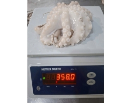 Bạch tuộc 2 da net 7