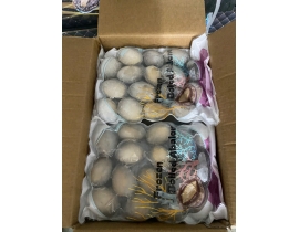 BÀO NGƯ NGUYÊN CON (THÙNG ĐEN) CONT NGÀY 12/04/2026