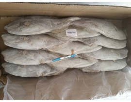 CÁ BÒ DA NHẬP KHẨU 700-1000G ĐỦ KG 