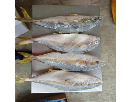 CÁ CAM HÀN QUỐC 700/1200G THÙNG 20 KG 
