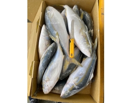 CÁ CAM NHẬT UENO 700-1200. THÙNG 15KG