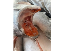 CÁ HỒI AYSEN COHO THÙNG 27KG LÔ NHẬP NGÀY 23/04/2026