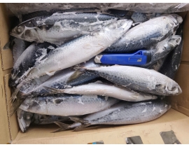 CÁ SABA NHẬT 400-600 THÙNG 15KG LÔ NHẬP NGÀY 08/05/2026
