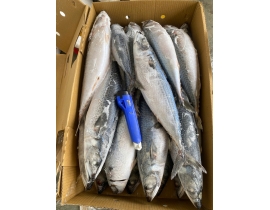 CÁ SABA NHẬT MAKURAZAKI 600-900 THÙNG 15KG LÔ NHẬP 17/04/2026