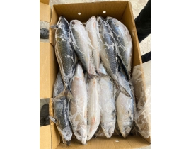 CÁ SABA NHẬT SIZE 600-900G THÙNG 15KG