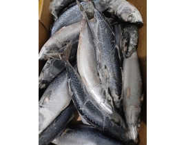 Cá saba ( nục bông ) đài loan