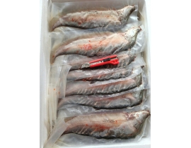 CÁ THÁT LÁT RÚT XƯƠNG SIZE 3 CON ( BAO TRƠN ) 