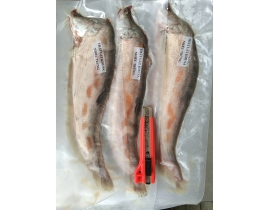 CÁ THÁT LÁT RÚT XƯƠNG KIM SA TRỨNG MUỐI  SIZE 3 CON 