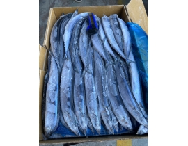 CÁ THU ĐAO NGUYÊN CON SIZE 2 (60GUP). THÙNG 10KG