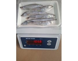 CÁ TRỨNG 6 CON (3 ĐỰC+3 CÁI)