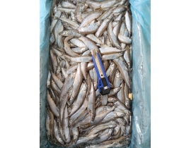 CÁ TRỨNG CANADA THÙNG XÁM SIZE 51-55. THÙNG 9KG 