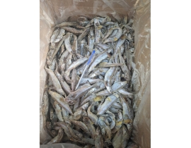 CÁ TRỨNG DẠT NGUYÊN CON ĐÔNG RỜI