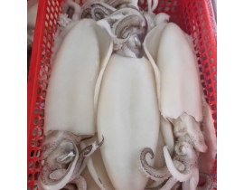 Mực lá lột da không chẻ bụng