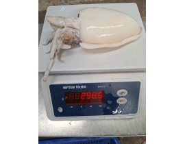 MỰC NANG LÀM SẠCH SIZE 200-500G NET 7