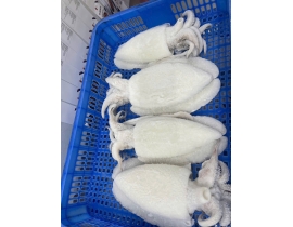 MỰC NANG LÀM SẠCH SIZE 300-500G