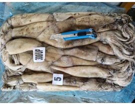 Mực ống argentina 300g up