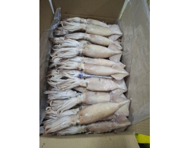MỰC ỐNG ILEX LOẠI GÒN SIZE 200-300G TỪ HÀNG  NHẬP KHẨU