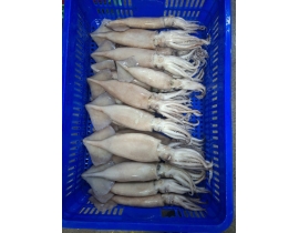 MỰC ÔNG ILEX ĐÔNG IQF SIZE 200-300G THÙNG 10 KG 