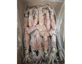 MỰC ỐNG INDO 200-300G ĐÓNG XÔ ĐỦ KG LÔ NHẬP NGÀY 25/04/2026