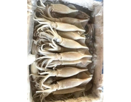 MỰC ỐNG INDO ( ILEX ) HÀNG LỖI BỊ ĐỎ BỤNG