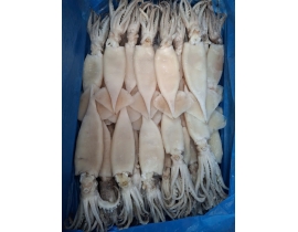 MỰC ỐNG LÀM SẠCH LỘT DA CÒN ĐẦU ĐÓNG XÔ ĐỦ KG LÔ NHẬP NGÀY 15/05/2026