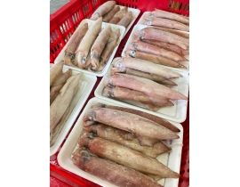 MỰC ỐNG MINO 10-12 CON / KG LÔ NHẬP 13/4/2026