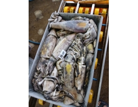 MỰC XÀ SIZE LỚN 20 CM UP ( 250G UP/CON)