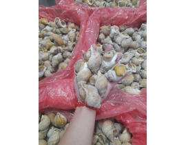 ỐC BULOT ANH SIZE 20-30 CON BAO LÓT ĐỎ