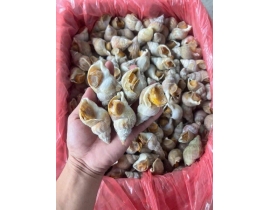 ỐC BULOT ANH QUỐC SIZE 20-30G