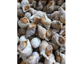 ỐC BULOT ANH SIZE 30-50 CON BAO LÓT ĐỎ
