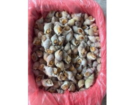 ỐC BULOT ANH SIZE 30-50