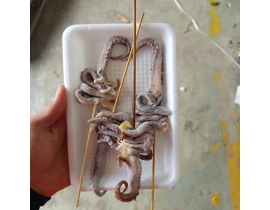 RÂU MỰC ĐẠI DƯƠNG XIÊN QUE