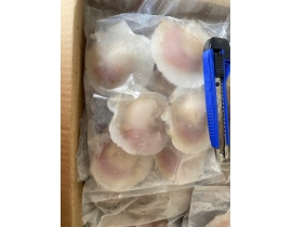 SÒ ĐIỆP NHẬT NỬA MẢNH SIZE LỚN 6-7 MẢNH /KG