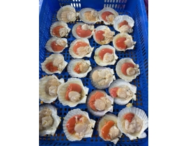 SÒ ĐIỆP NHẬT TÁCH NỬA MẢNH